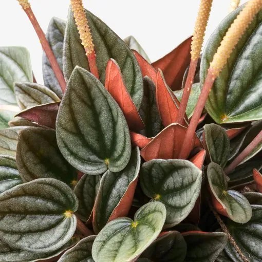 PEPEROMIA φυτό σε γλάστρα, 12 cm 405.751.28