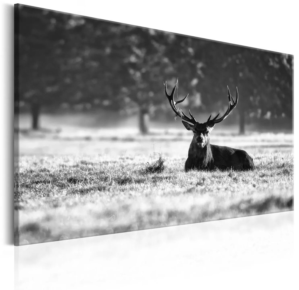 Πίνακας - Lying Deer 90x60
