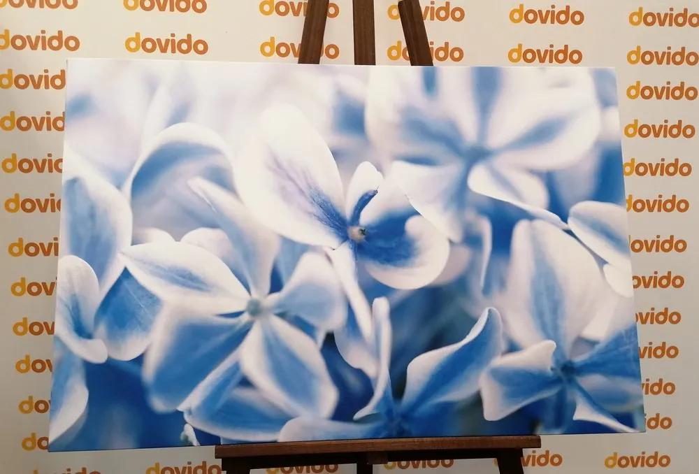 Εικόνα λουλουδιών ορτανσίας σε μπλε λευκή απόχρωση - 60x40