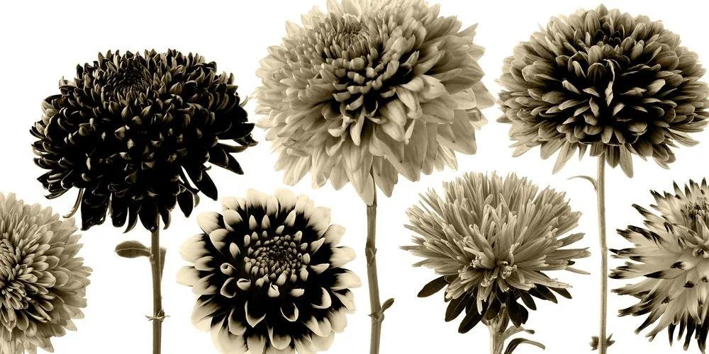 Φωτογραφίστε λουλούδια ντάλια σε διάφορα σχέδια σε σχέδιο σέπια - 120x60