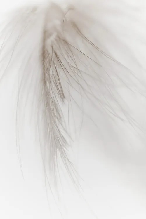 Φωτογραφία White Feather, Magda Izzard