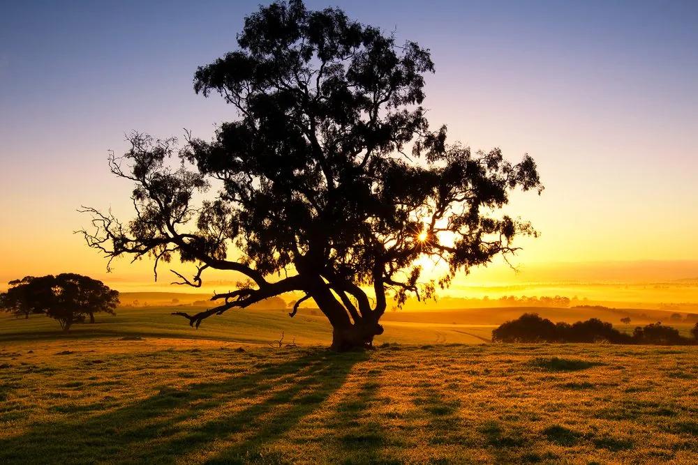Εικόνα ενός μοναχικού δέντρου στο ηλιοβασίλεμα - 60x40