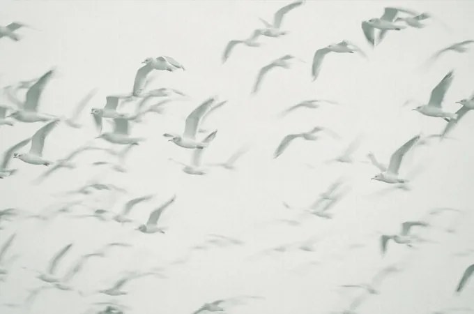 Ταπετσαρία PANORAMA 1 V101-2-ICH