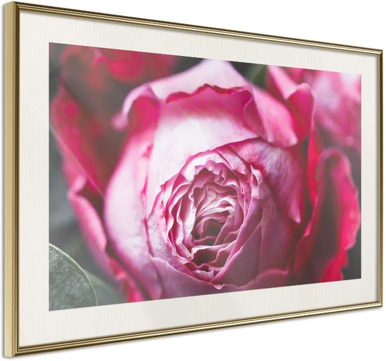 Αφίσα - Blooming Rose - 30x20 - Χρυσό - Με πασπαρτού