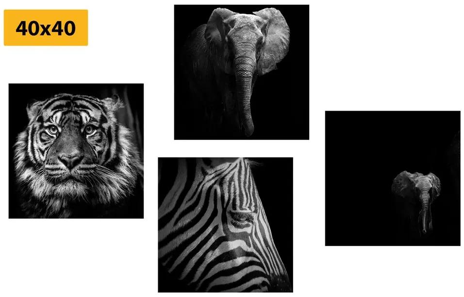 Σετ εικόνων με ζώα σε ασπρόμαυρο στυλ - 4x 40x40