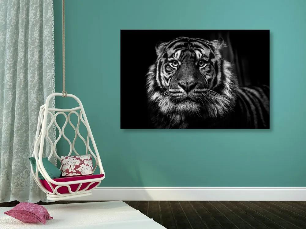 Εικόνα τίγρη σε ασπρόμαυρο - 120x80