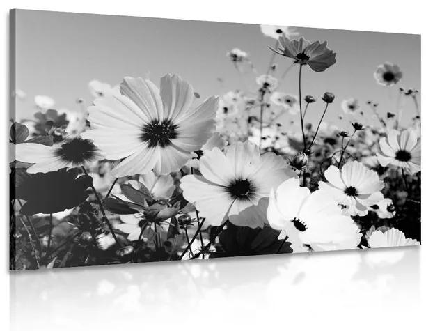 Εικόνα λιβάδι με ανοιξιάτικα λουλούδια σε μαύρο & άσπρο