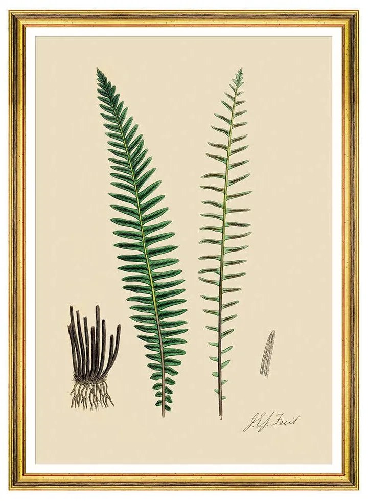Κάδρο Ferns VI FA13247 50x70cm Green MindTheGap Vertical Ξύλο