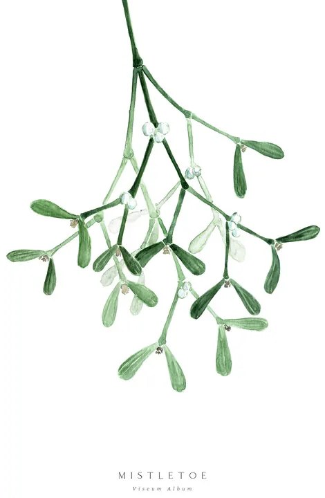 Εικονογράφηση Watercolor mistletoe illustration, Blursbyai