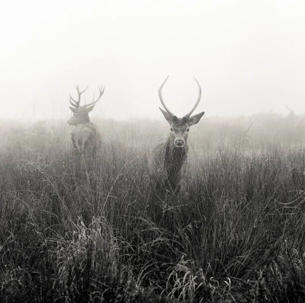 Φωτογραφία Deer  in foggy meadow, London,, Donovan Rees