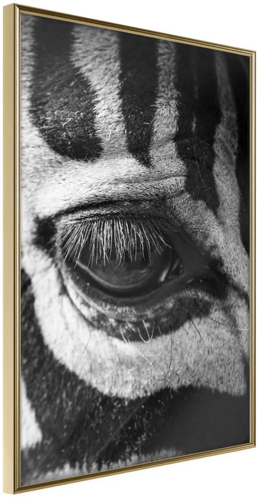 Αφίσα - Zebra Is Watching You - 30x45 - Χρυσό - Χωρίς πασπαρτού