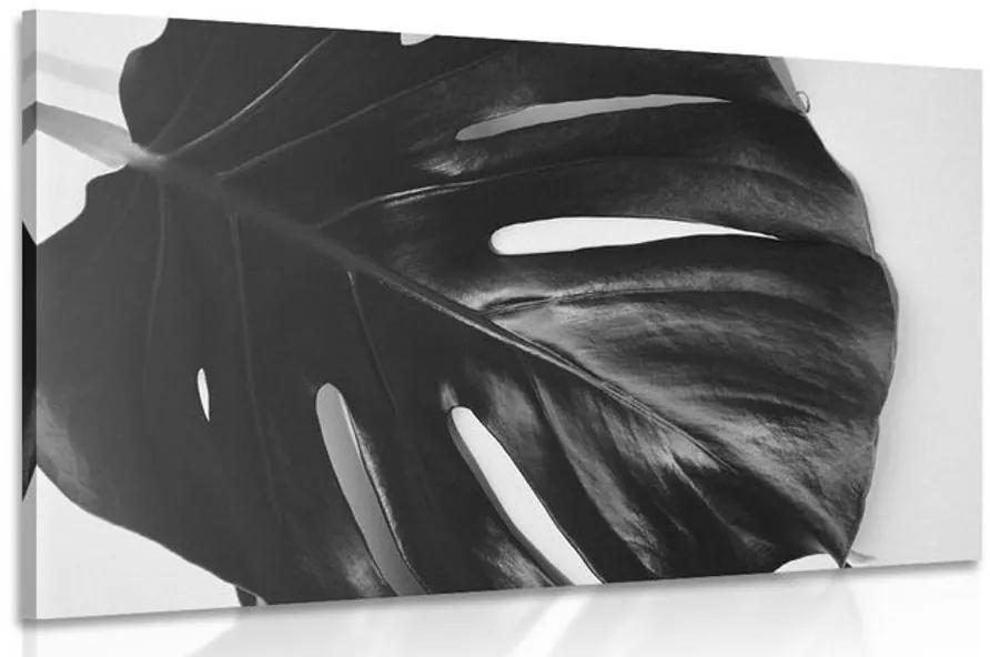 Φύλλο εικόνας φυτού monstera σε μαύρο & άσπρο - 60x40
