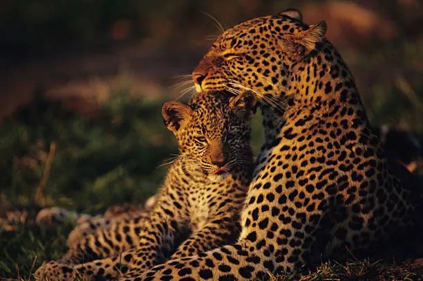 Φωτογραφία Leopard mother and cub , resting, Anup Shah