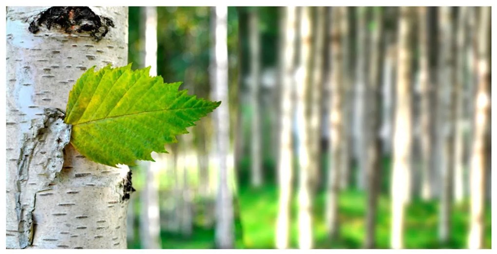 Ταπετσαρία XXL - Birch leaf 550x270