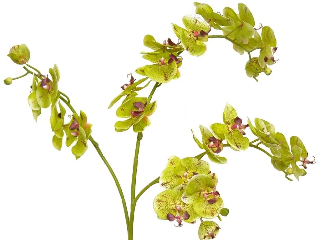 Λουλούδι CONCORAL 1.4m Orquidea Verde 1239061-GR