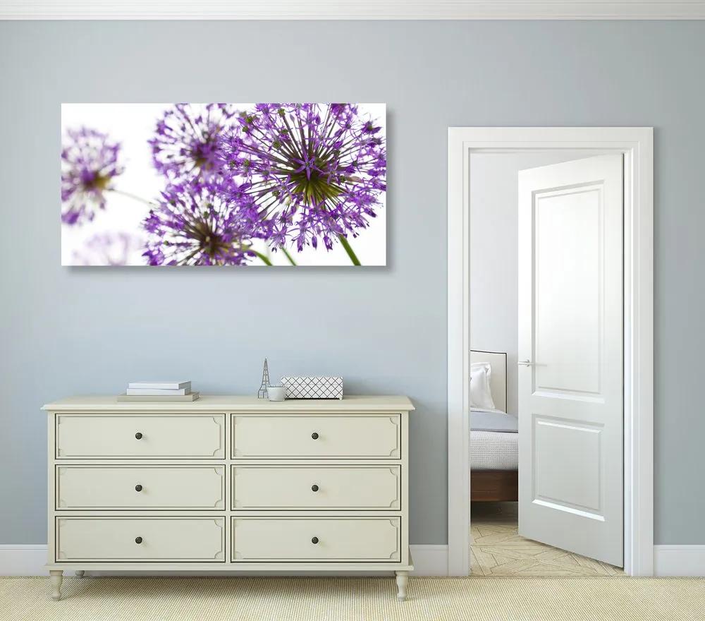 Εικόνα ανθισμένα μωβ λουλούδια σκόρδου - 120x60