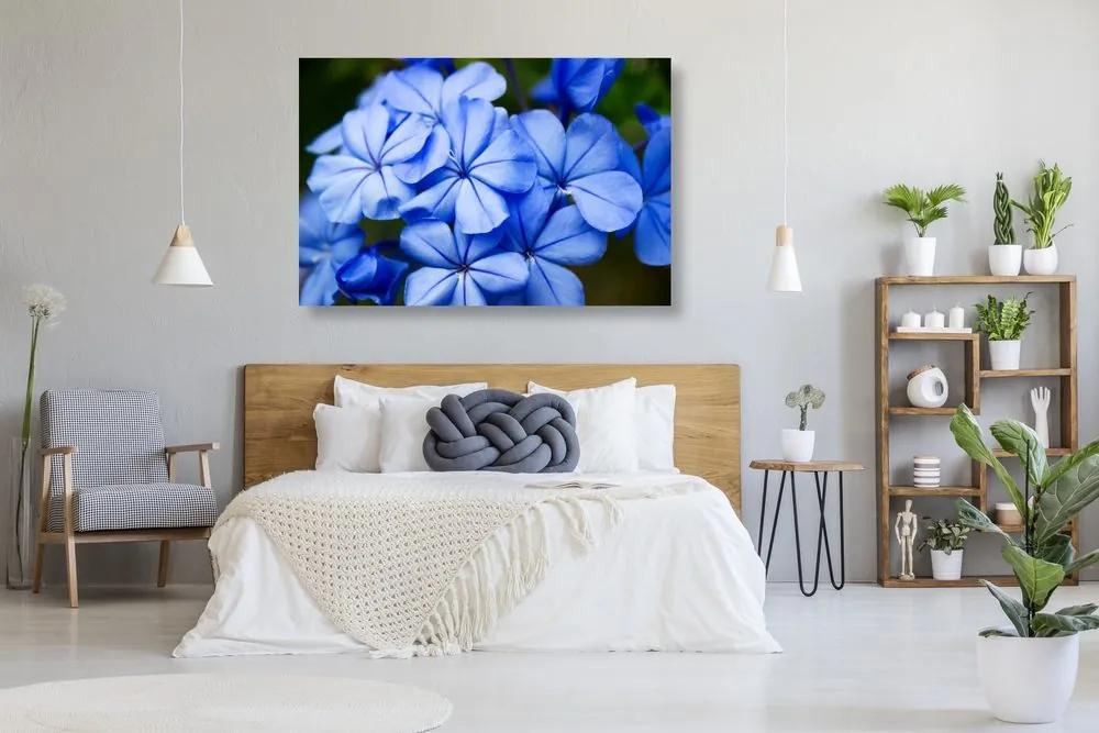 Εικόνα με άγρια ​​μπλε λουλούδια