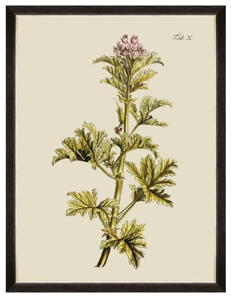 Κάδρο Botanical II FA13225 60x80cm Green MindTheGap Κάθετοι Wood