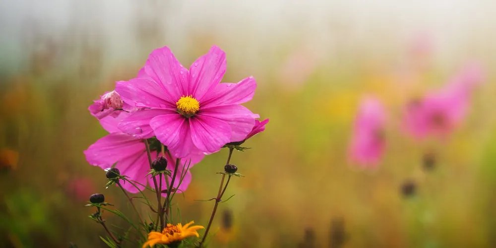 Εικόνα ανθισμένο ροζ λουλούδι - 120x60