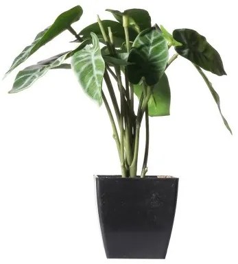 Τεχνητό Φυτό Αλοκάσια Amazonica Polly 22 εκ. 0160-6 Supergreens-0160-6-Πράσινο 0160-6