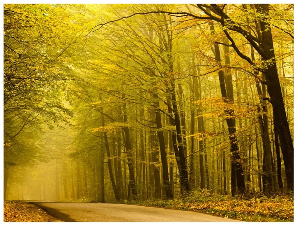 Φωτοταπετσαρία - Road in autumn forest 200x154