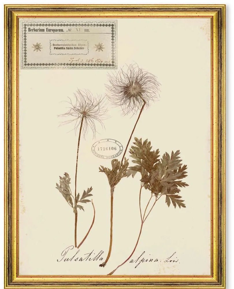 Κάδρο Herbarium Alpinium XI FA13465 35x50cm Multi MindTheGap Κάθετοι Wood, Glass