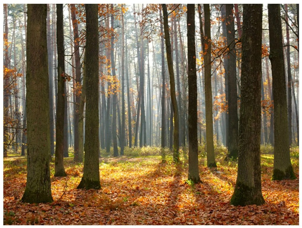 Φωτοταπετσαρία - Autumn trees 250x193