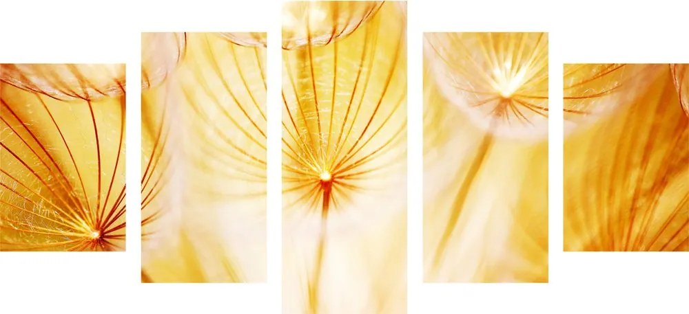 Εικόνα 5 τμημάτων Πικραλίδα σε όμορφο σχέδιο - 100x50