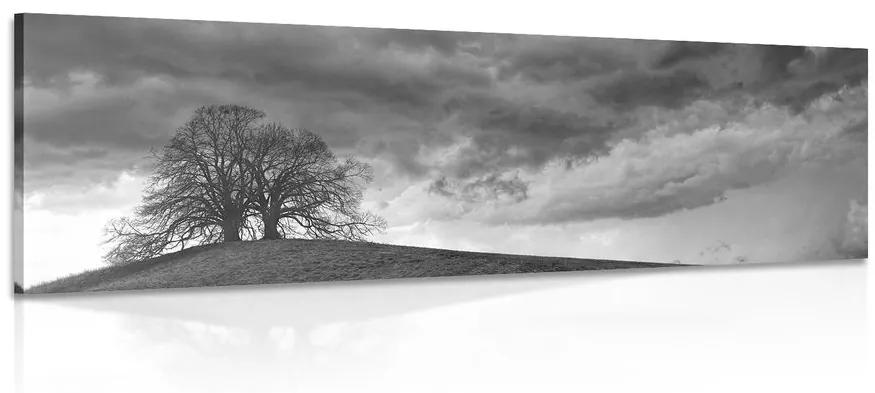 Εικόνα ασπρόμαυρα μοναχικά δέντρα - 120x40