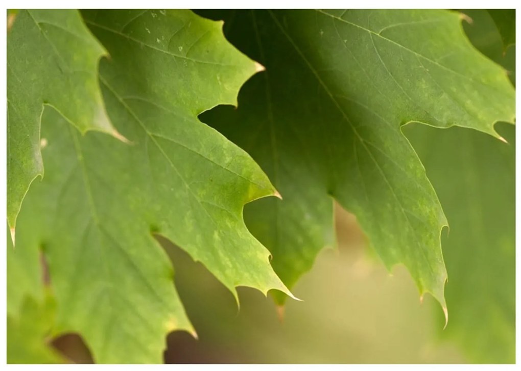 Φωτοταπετσαρία - Leaves 300x231