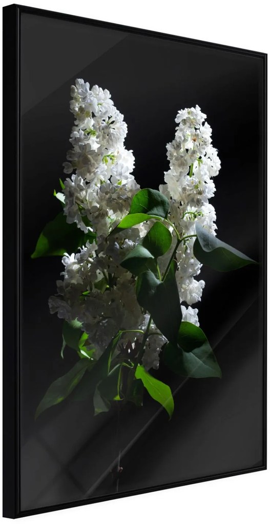 Αφίσα - White Lilac - 20x30 - Μαύρο - Χωρίς πασπαρτού