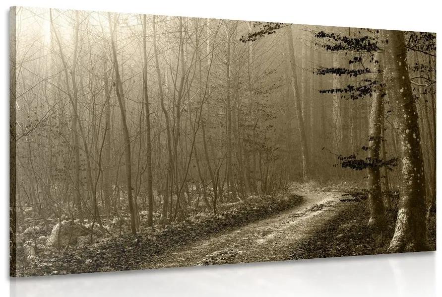 Εικόνα μονοπάτι σέπια προς το δάσος - 120x80