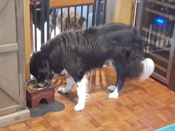 Intra απο ξύλο plywood 3mm-4mm πάχος - Βάση για μπολ για σκύλους Δίασταση 30x30 cm Intraeaxys-d1lmv4xo