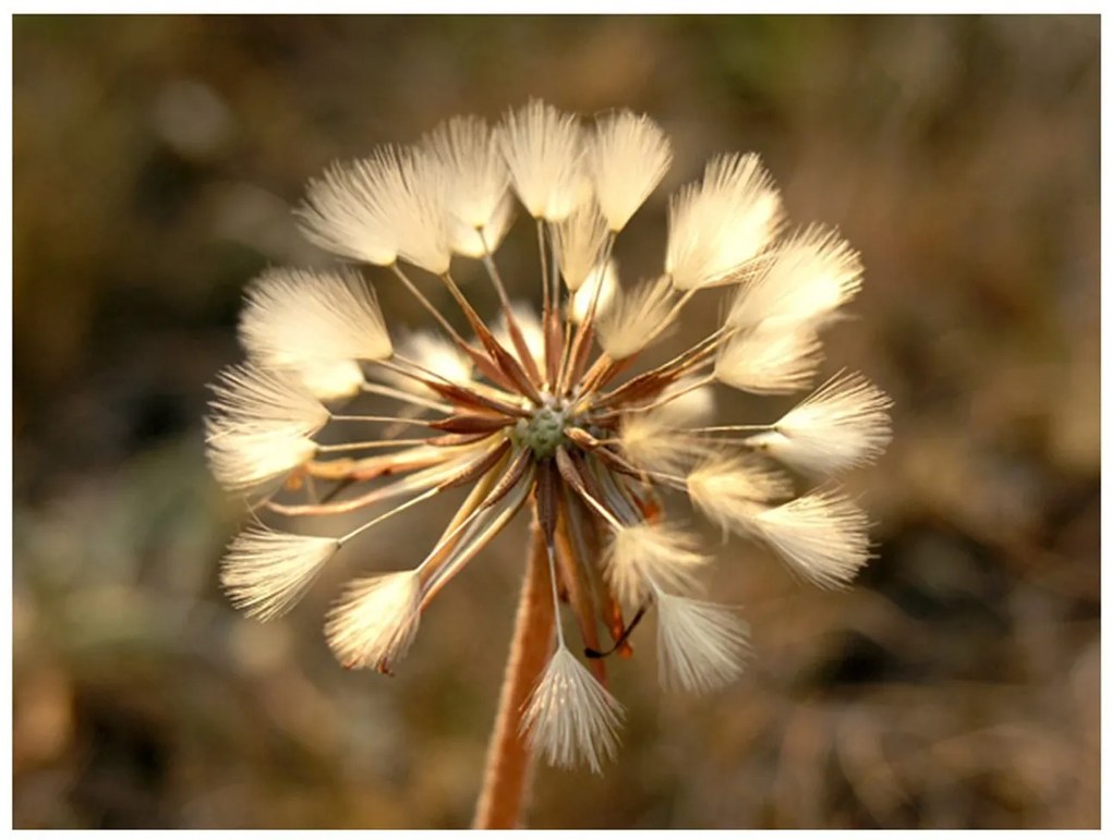 Φωτοταπετσαρία - Summer time - dandelion 200x154