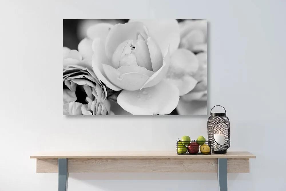 Εικόνα γεμάτη τριαντάφυλλα σε μαύρο και άσπρο