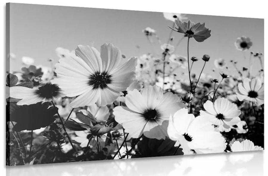 Εικόνα λιβάδι με ανοιξιάτικα λουλούδια σε μαύρο & άσπρο - 60x40