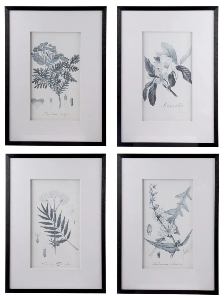 Artekko Botanical Πίνακας με Κορνίζα Πλαστικό Γυαλί Μαύρο Λευκό (50x3x70)cm Σετ/4