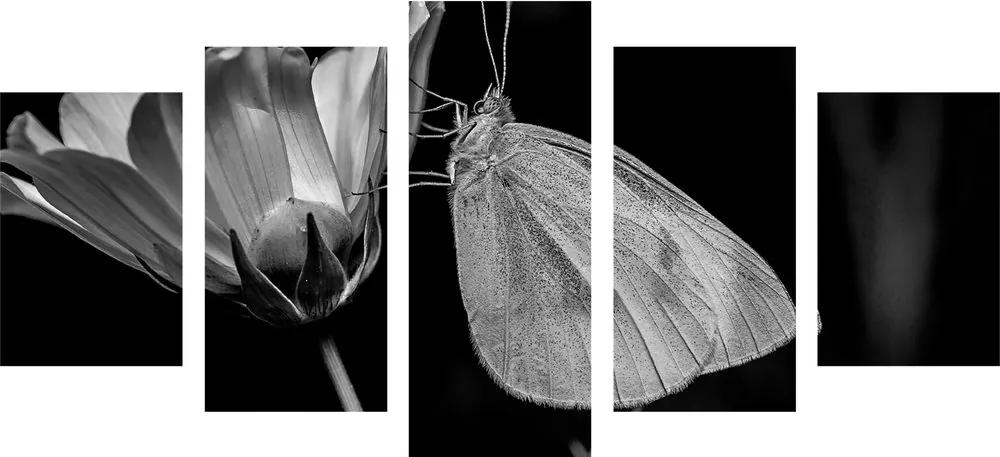 Εικόνα 5 μερών μιας πεταλούδας σε ένα λουλούδι σε ασπρόμαυρο