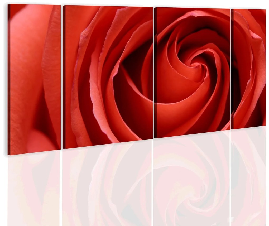 Πίνακας - Passionate rose 120x60