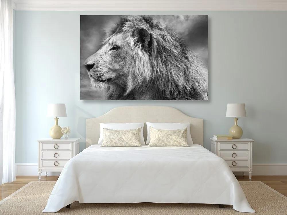 Εικόνα αφρικανικού λιονταριού σε ασπρόμαυρο - 120x80