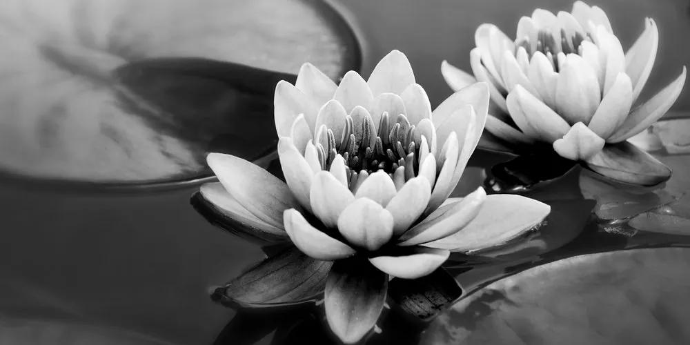Εικόνα ενός λουλουδιού λωτού σε μια λίμνη σε μαύρο & άσπρο - 100x50