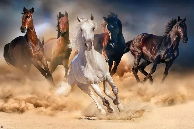 Αφίσα Pferde - Five horses, (91.5 x 61 cm)