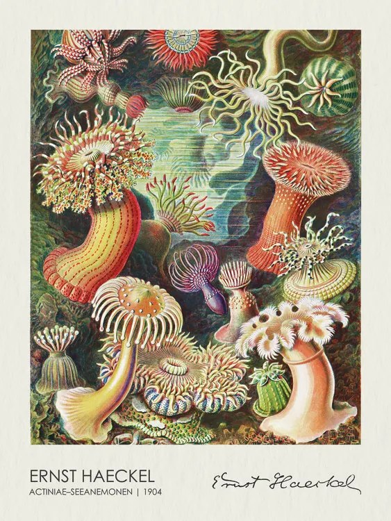 Αναπαραγωγή Actiniae–Seeanemonen (1904), Ernst Haeckel