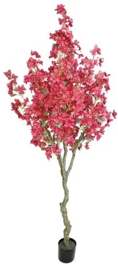 New plan BOUGAINVILLEA NP0421 210 ΥΨΟΣ 210cm Τεμαχιο