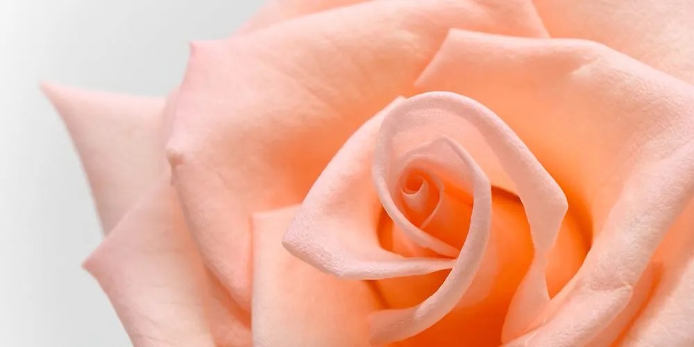 Εικόνα τριαντάφυλλο ροδάκινου - 100x50