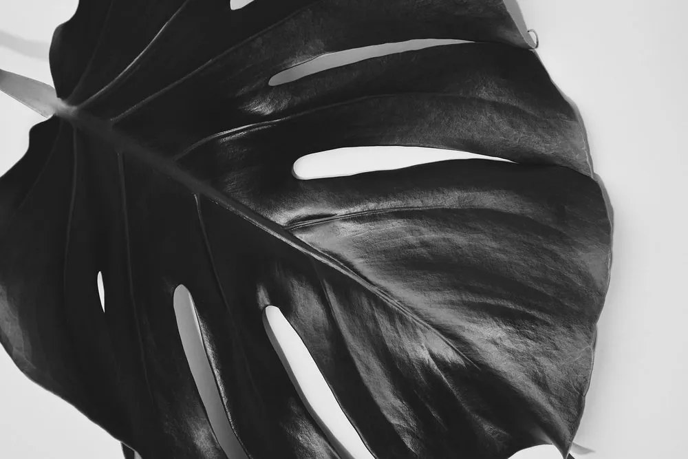 Φύλλο εικόνας φυτού monstera σε μαύρο & άσπρο - 120x80