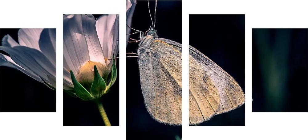 Πεταλούδα εικόνας 5 μερών σε λουλούδι - 100x50