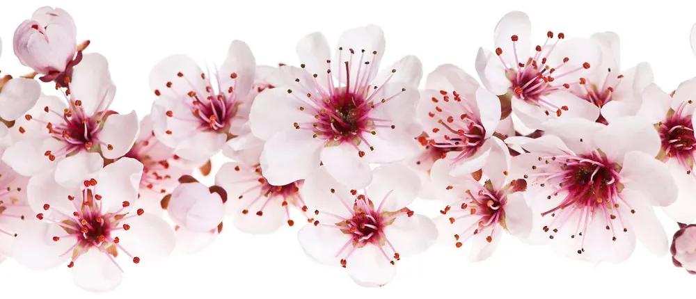 Εικόνα άνθη κερασιάς - 120x60