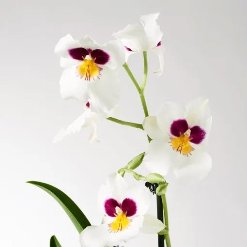 PHALAENOPSIS Φυτό, Ορχιδέα 2 βλαστοί 103.033.65