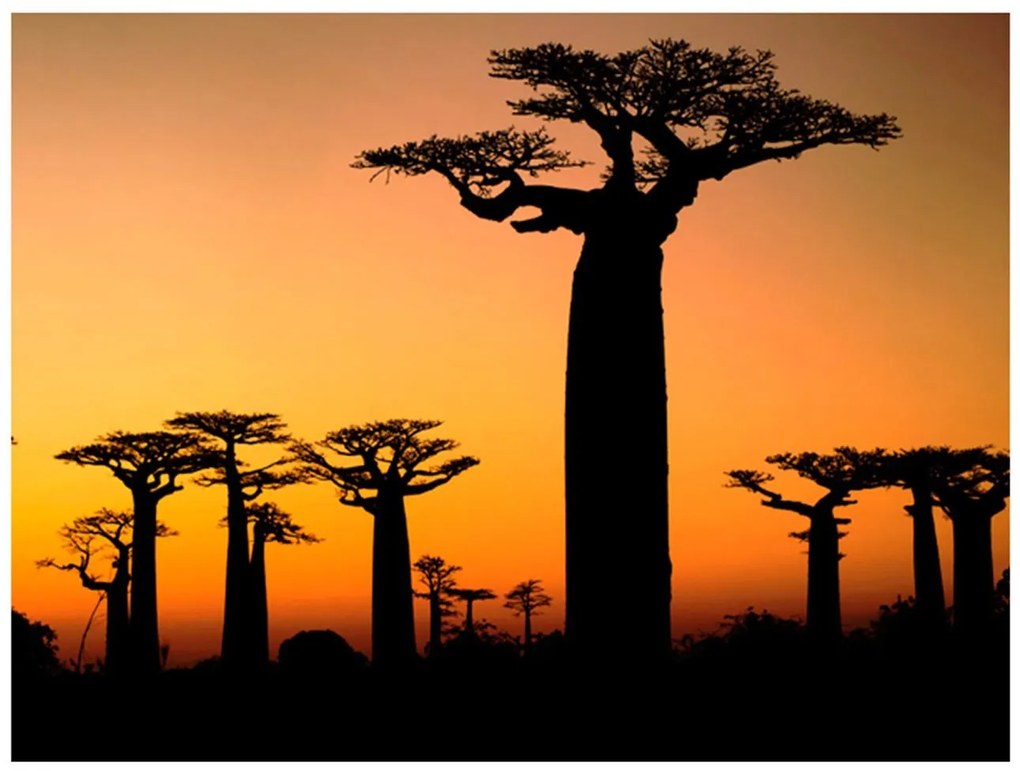 Φωτοταπετσαρία - African baobab trees 200x154